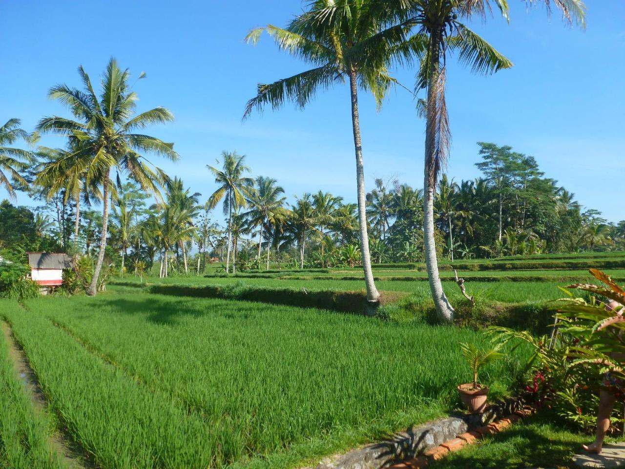 מלון אובוד Bali Sawah Indah מראה חיצוני תמונה